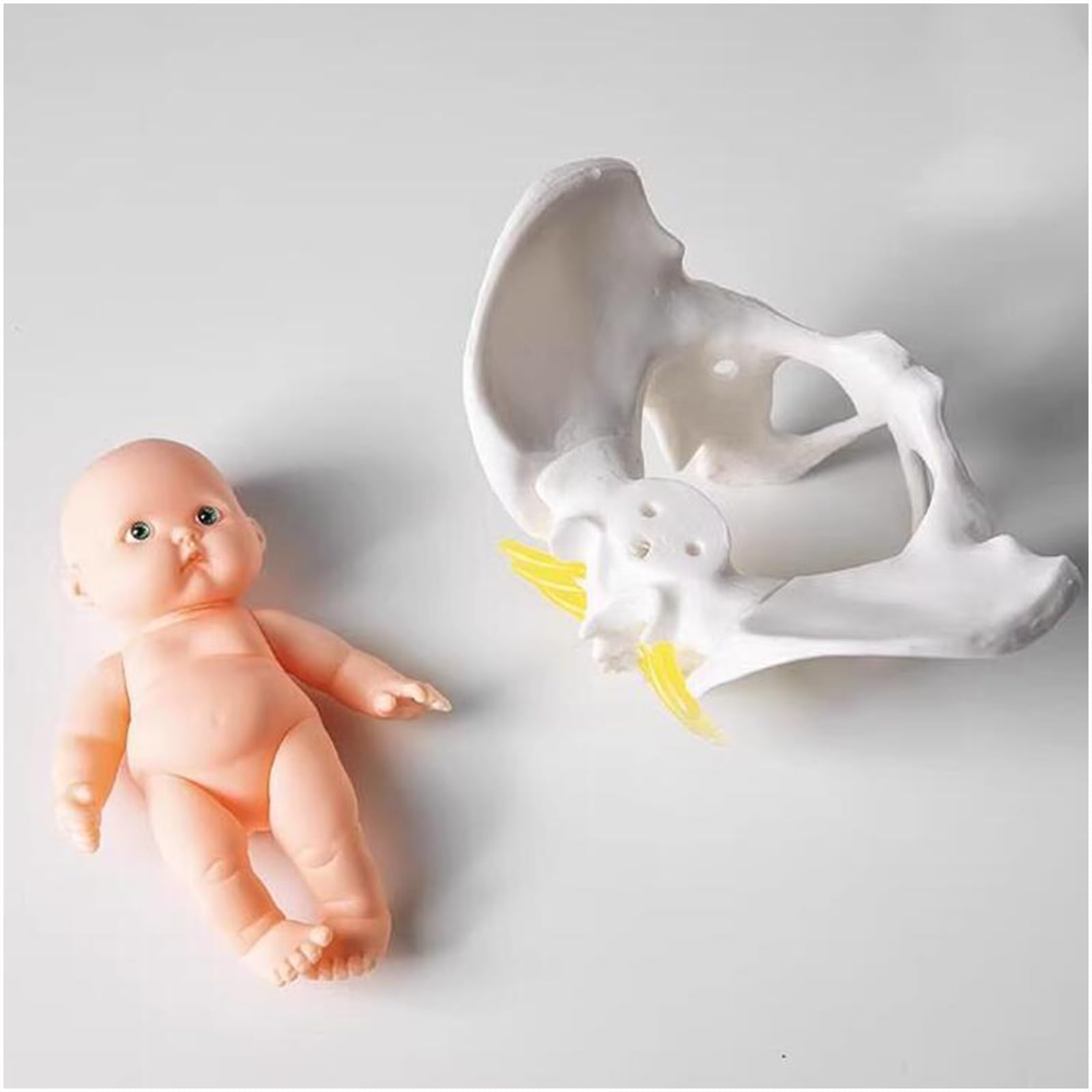 3B Scientific, Scheletro di bacino femminile con legamenti W19012