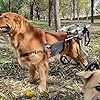 ASHILD Carrellino Cane Disabile Grande per Cani di Taglia Grande, Carrello Cani Disabili Pet Sedia a Rotelle, Zampe Posteriori di Riabilitazione, Cane Carrello, Ruote (Size : Large 2)