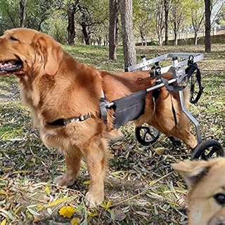 ASHILD Carrellino Cane Disabile Grande per Cani di Taglia Grande, Carrello Cani Disabili Pet Sedia a Rotelle, Zampe Posteriori di Riabilitazione, Cane Carrello, Ruote (Size : Large 2)