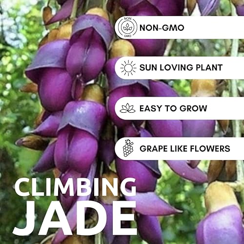 Miniatura 2 de Semillas de vid de jade trepadoras para plantar - 2 semillas grandes y saludables - Semillas de Mucuna Sempervirens para cultivar - Raras