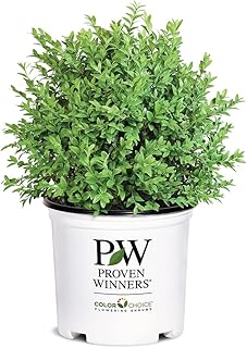 1g Proven Winners North Star Boxwood Shrub