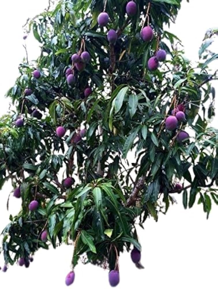 Rare Original Black Stone Mango Plant Live Upto 2feet Height Grafted Mature Plant Suitable for Container Gardening (Pack of 1)