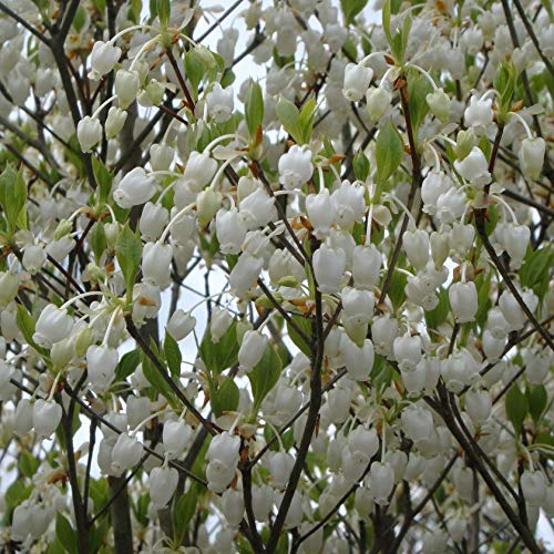 Amazon.co.jp: ドウダンツツジ 白花 H500～700 5本 : DIY・工具・ガーデン