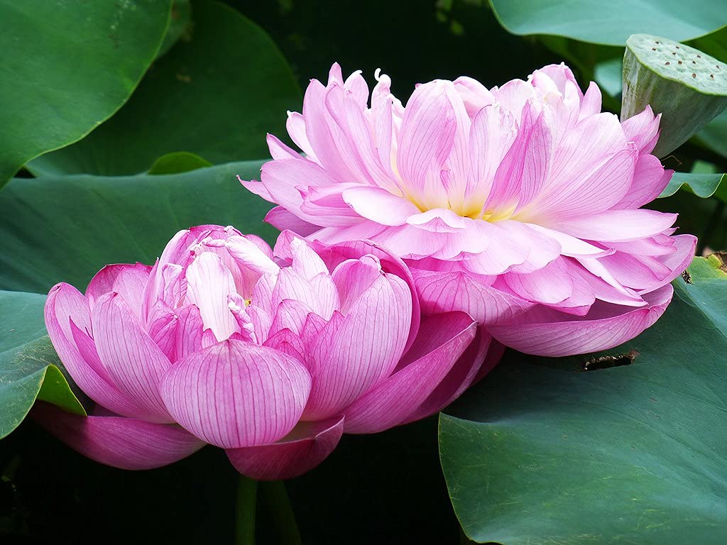 Florona Aquatic plant Pink Double Bowl Lotus Nelumbo nucifera 15 Seeds Pack For Planting (B09HMQ18CW) Amazon Price History, Amazon Price Tracker