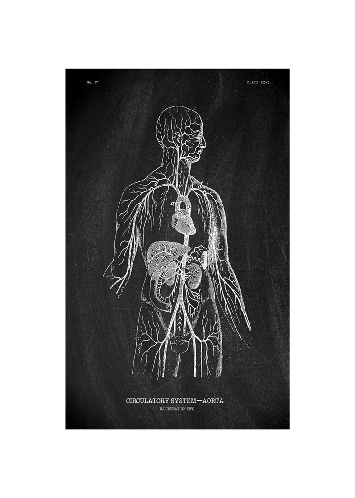 Anatomía humana Marca de arte Medical Hospital hospital Sistema órgano muscular Vintage lienzo(KK1414,80x120cm No Frame)