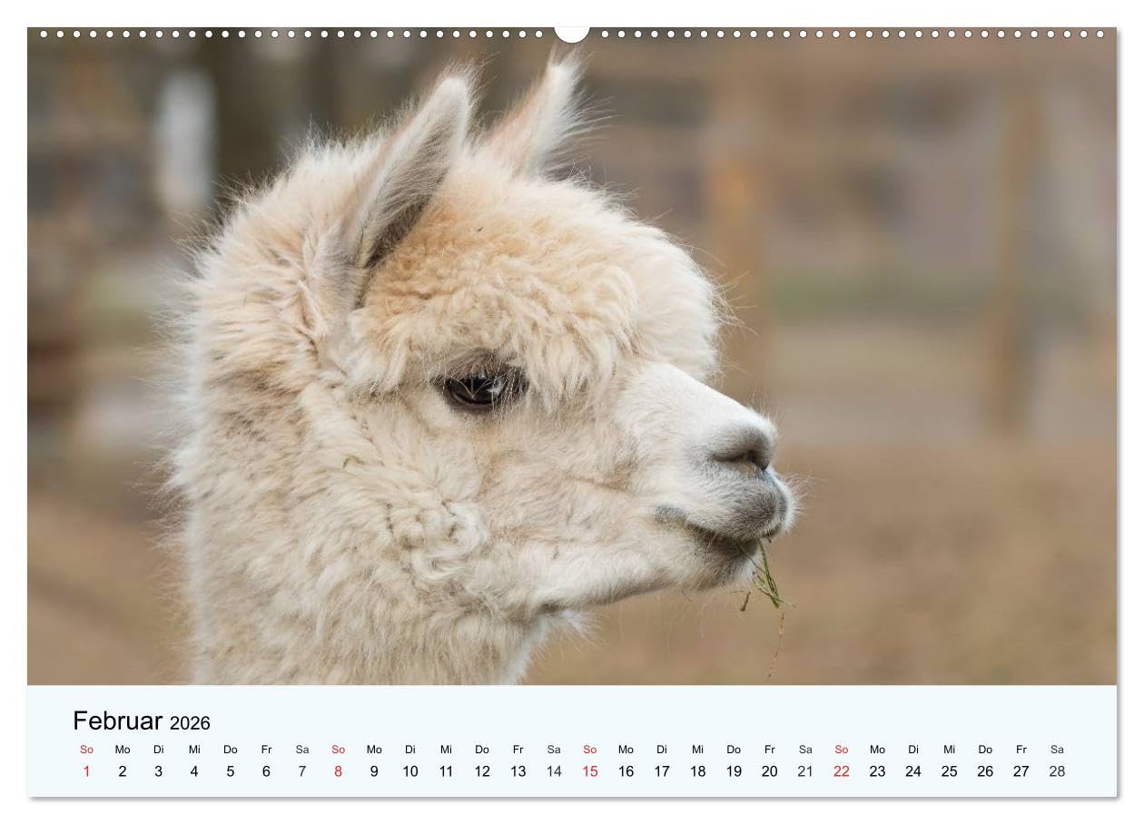 Die Kameliden. Hübsche Kamele, Lamas und Alpakas (Wandkalender 2026 DIN A2 quer), CALVENDO Monatskalender: Die hübschen Tiere aus der Paarhufer-Familie (CALVENDO Tiere)