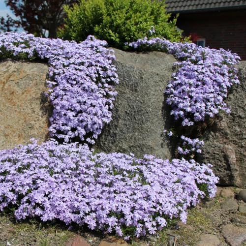Semi di Phlox da tappeto - giardino roccioso resistenti Phlox subulata - copertura del terreno da giardino resistenti perenni 500pcs
