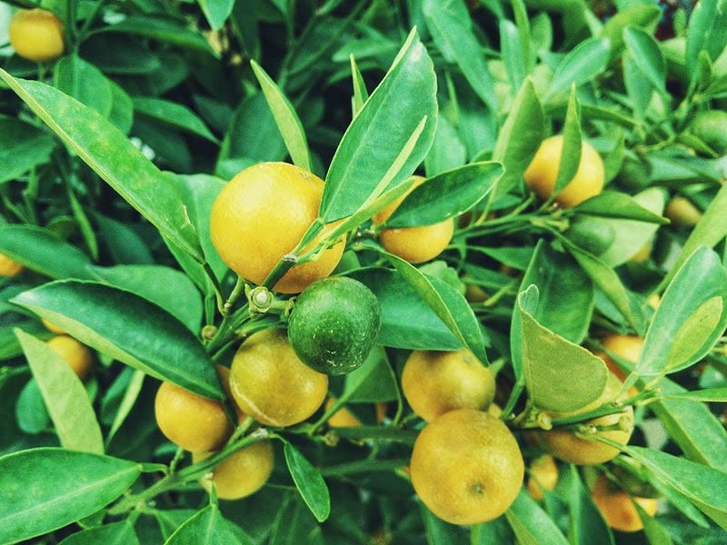 Rudeez Live Assam Lemon/Kagazi Lebu/Nemu Plant -2 live Plant (B0B6RF2LQ1) Amazon Price History, Amazon Price Tracker
