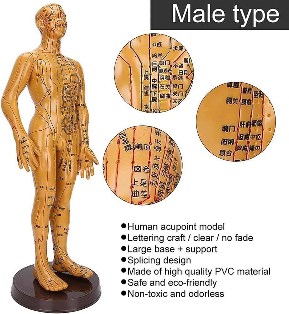 Male Female Human Body Acupuncture Model, 52cm Meridian Point Model Human Body Acupuncture Model for Chinese Medicine Teachin, Soft Vinyl Material, for Acupuncture and Massage,Female
