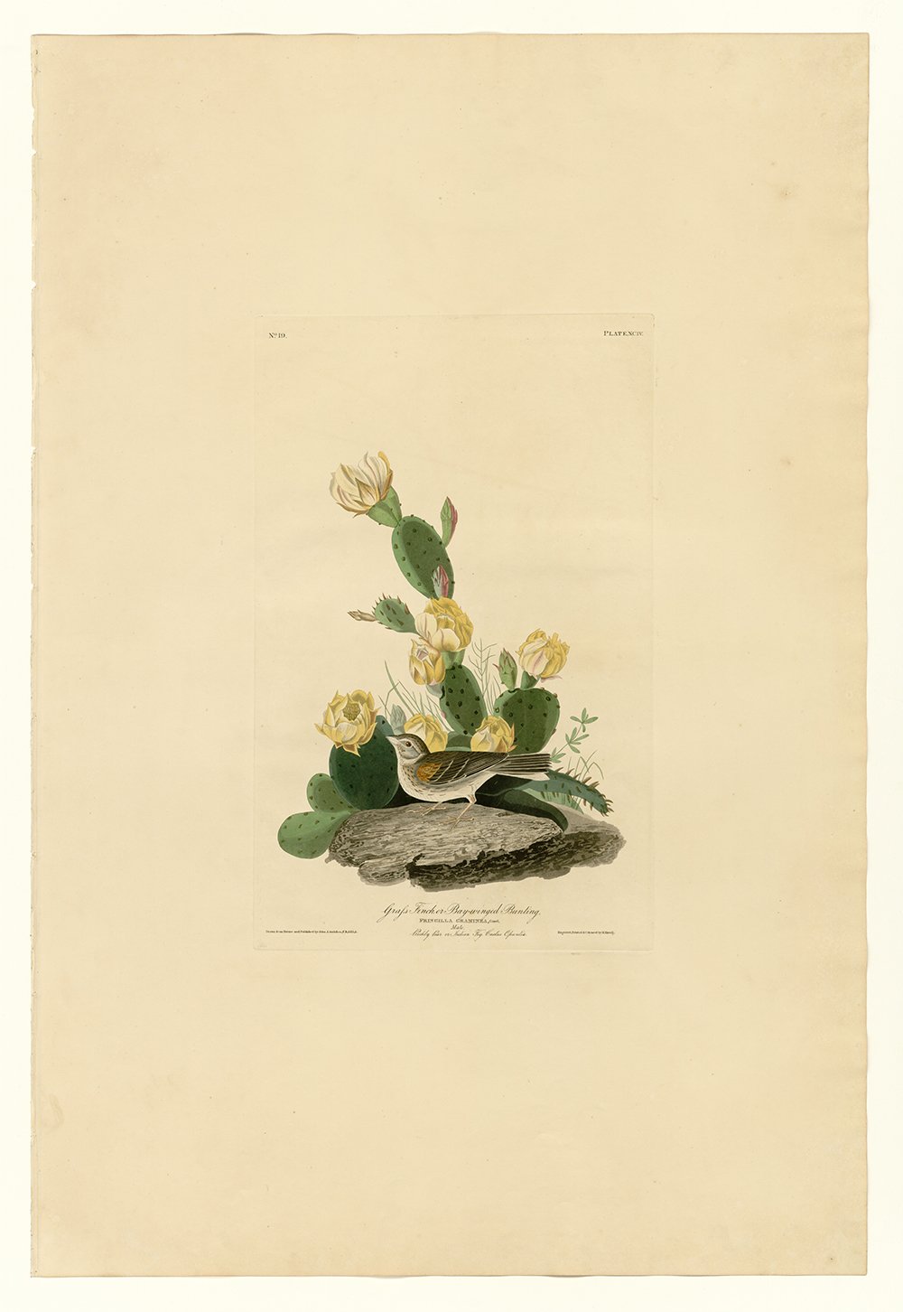 Cuadro Grass Finch de John James Audubon en tamaño pequeño con elegante marco marrón