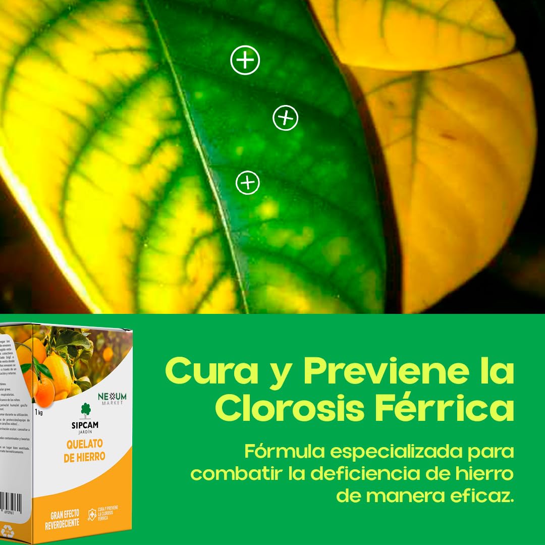 Quelato de Hierro para Plantas y Arboles 1 KG | Abono Carencia Hierro Fertilizante | Cura y Previene la Clorosis Férrica (Hojas Amarillas) | Soluble en Agua Nutriente Fundamental Plantas | Sipcam (1)