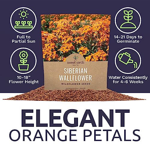 Sweet Yards Seed Co. Siberian Wallflower Wildflower Seeds - Extra Large 1 Ounce Packet - Over 20,000 Fresh Open Pollinated Non-Gmo Flower Seeds - Bright, Abundant, And Fragrant Blooms #TOP5