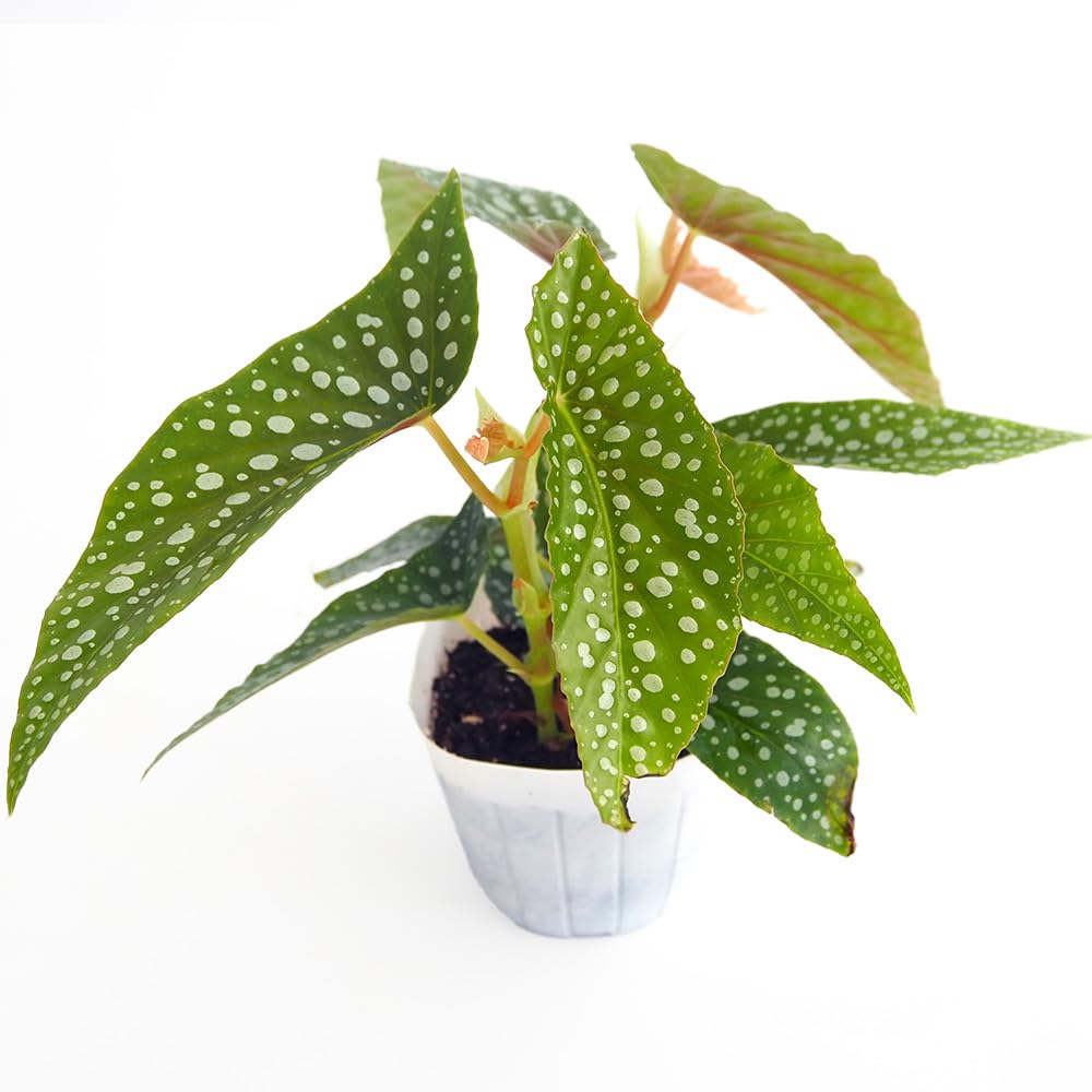 Amazon｜ITANSE ベゴニア ホワイトアイス 3号 1個売り 観葉植物