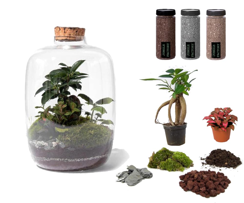Kit DIY Jungle Cloud Small terrarium plante intérieur bocal verre DIY