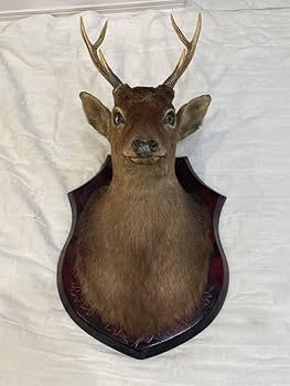 Amazon.co.jp: 大サイズ鹿剥製インテリアアンティーク鹿の角鹿角置物