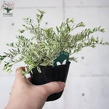 バジル 若木 緑と白の斑入り バジル 若木 緑と白の斑入り グリーンギャラリーガーデンズ - グリーン