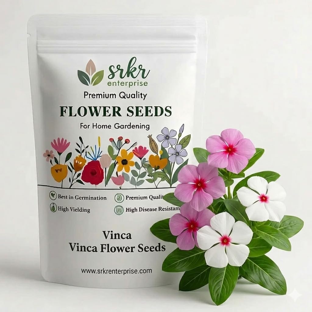 Vinca Flower Seeds for Home Garden | Periwinkle Sadabahar Mix, Easy to Grow, All Season Flowering, Low Maintenance (100 Seeds) SR11-image-30