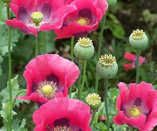 Cepas exóticas de semillas de amapola para plantar (200 semillas por paquete) - Fácil de cultivar, se envía Fron Iowa, Estados Unidos (Iceland Poppy)