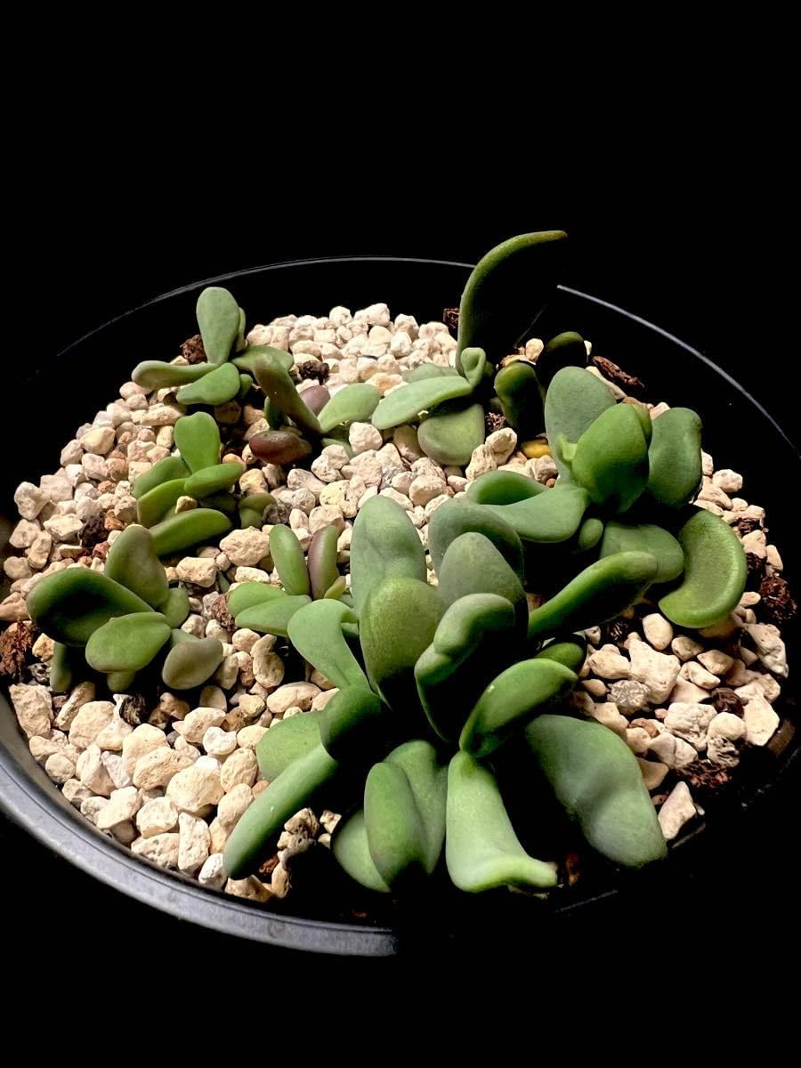 ケラリアピグマエア 実生 6株 5号鉢 送料無料】ケラリアピグマエア