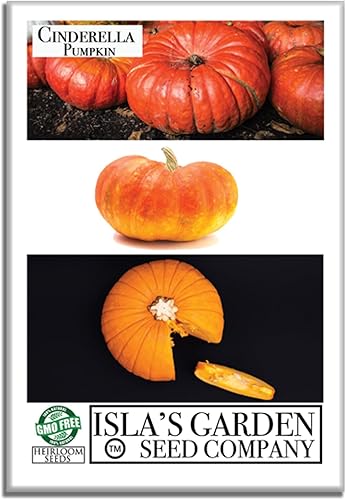 Semillas de calabaza de Cenicienta para plantar, más de 25 semillas de reliquia por paquete, semillas sin OMG, (semillas de jardín de Isla), nombre
