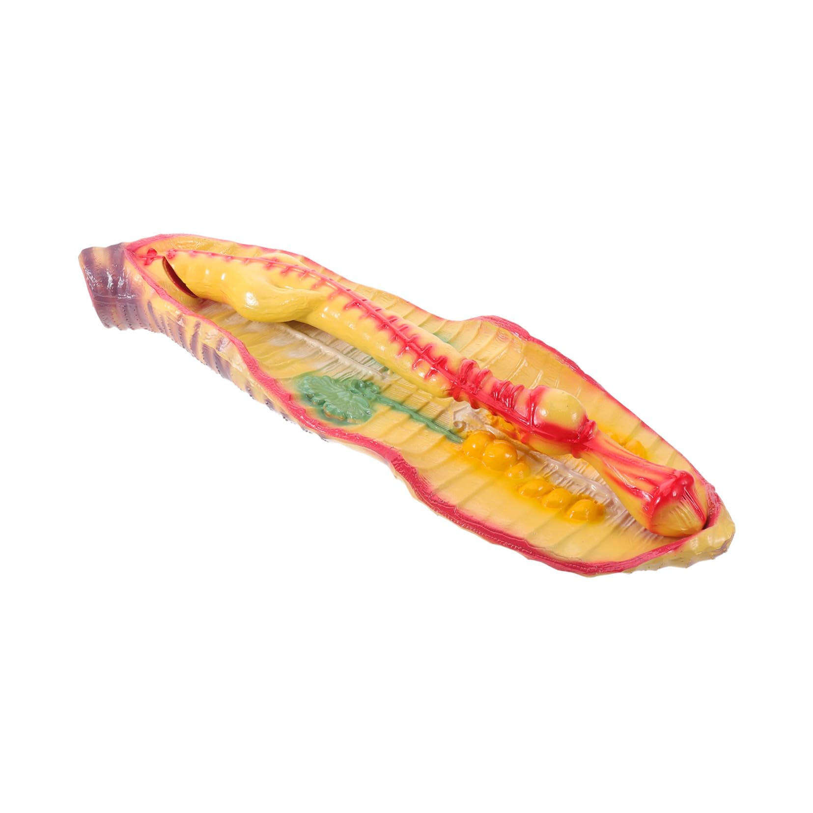 Sosoport Modello di Anatomia di Verme Ingrandito in Plastica, Design Portatile e Realistico per Laboratorio di Biologia Scolastica e Kit Educativi Scientifici