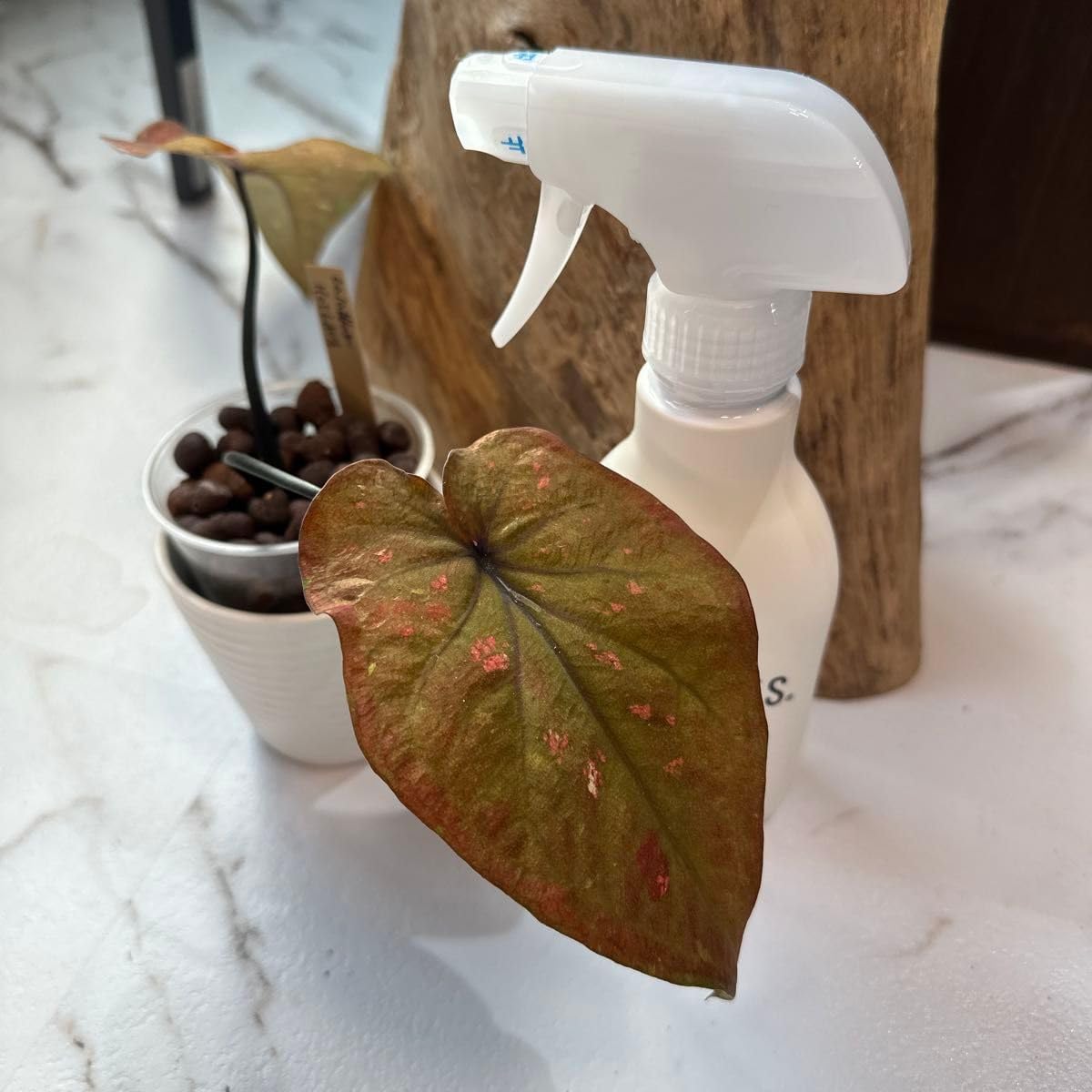 アガベ　ジェントリー　3苗 抜き苗 アガベ ジェントリー 3苗 抜き苗 アガベ アトロビレンス×ジェントリー