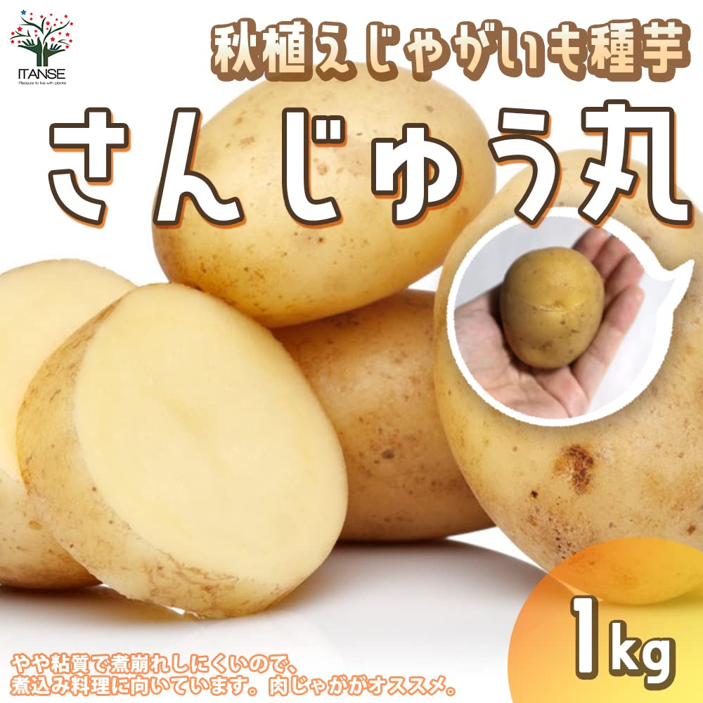 【150】じゃがいもさん専用 Amazon.co.jp: ITANSE 秋植えじゃがいもの種芋 品種：さんじゅう