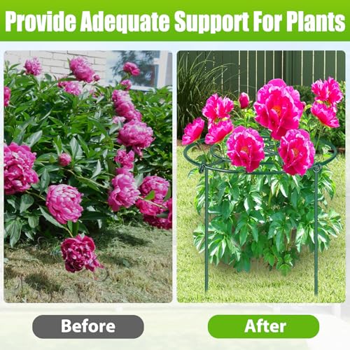 8 Pack Peony Cages and Supports, 11.5" Dx16 H Plant Supports for Outdoor Plants, Heavy Duty Metal Peony Support Cage Flower Support Rings, Plant Support Ring for Rose Tomato Hydrangea Strawberry by MJZ - Used condition - Image 4