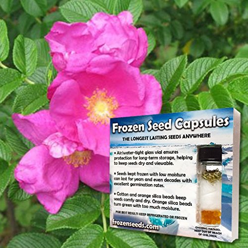 Palm Beach Medicinal Herbs - Japanese Rose (Rosa Rugosa rubra) - Packet of 20 Seeds