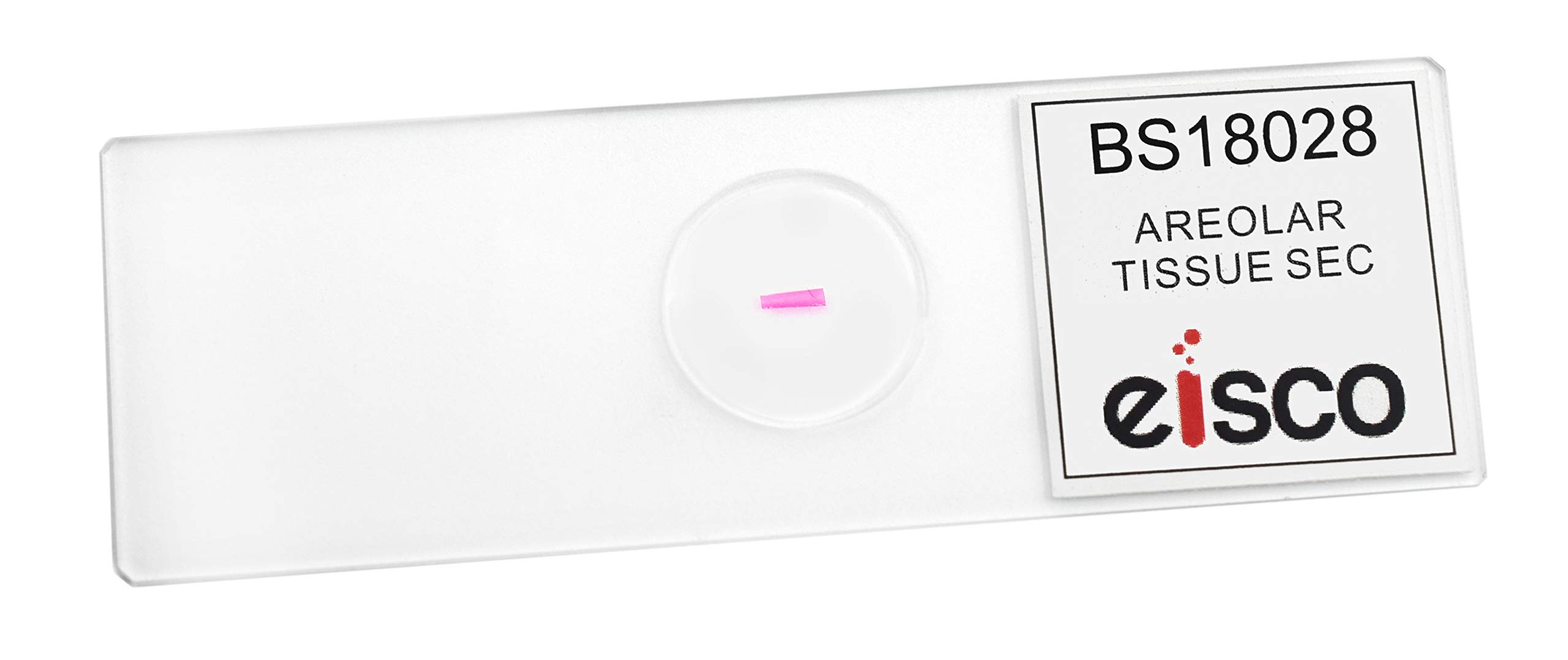 EISCO Labs Cork Cells Cross Section Prepared Microscope Slide - 75x25mm - Perfect For Biology Classrooms & Microscopy Studies