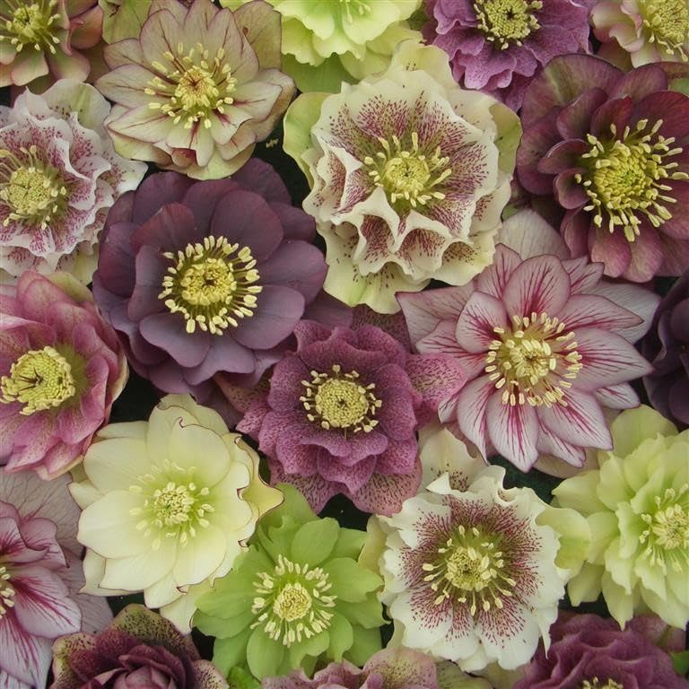 Helleborus ‘Double Queen Mixed’ – Mixed Double Hellebores for Winter Colour - Christmas Rose by Park Farm Plants (6 x Plug Plants)