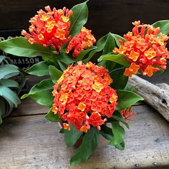 ✨✨✨サンダンカ【涼盆栽◎美らさん】検/三段花/美株品/サービス品 ✨✨✨サンダンカ【涼盆栽◎美らさん】検/三段花/美株品