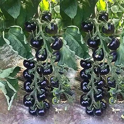 VAACNEE Black Cherry Tomato Seeds Cover