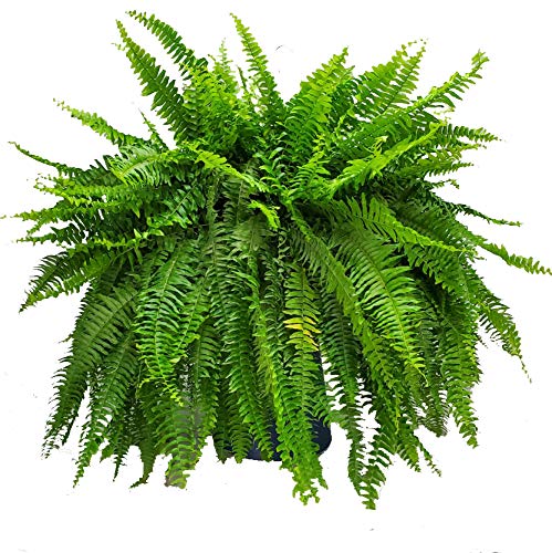 Live Boston Fern Hanging Basket – 12' Basket with 34” Wide Lush Green Fronds – Air-Purifying Houseplant – Pet Friendly & Easy Care for Home, Porch, Patio, or Office Décor