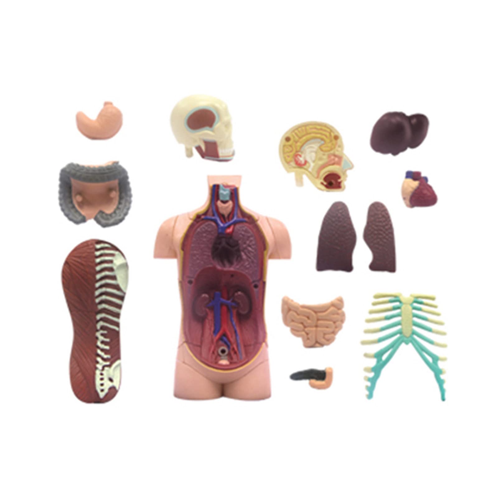 Modello di anatomia umana del busto con organi umani rimovibili Modello del corpo umano Scienza Forniture scolastiche per bambini Studenti Modello anatomico del busto umano