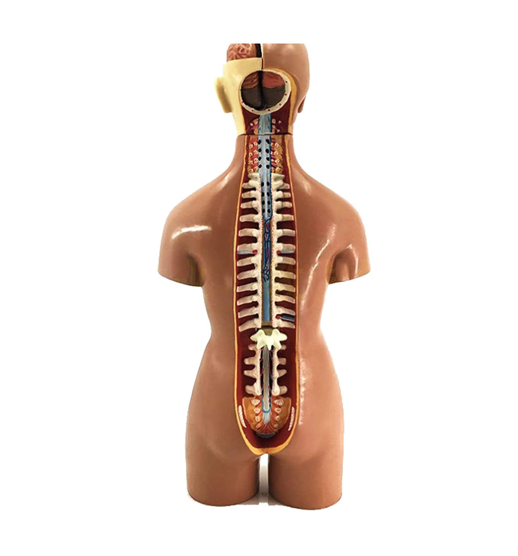 Amazon.co.jp: 人間の胴体モデル医療解剖学教育教育ツール、取り外し