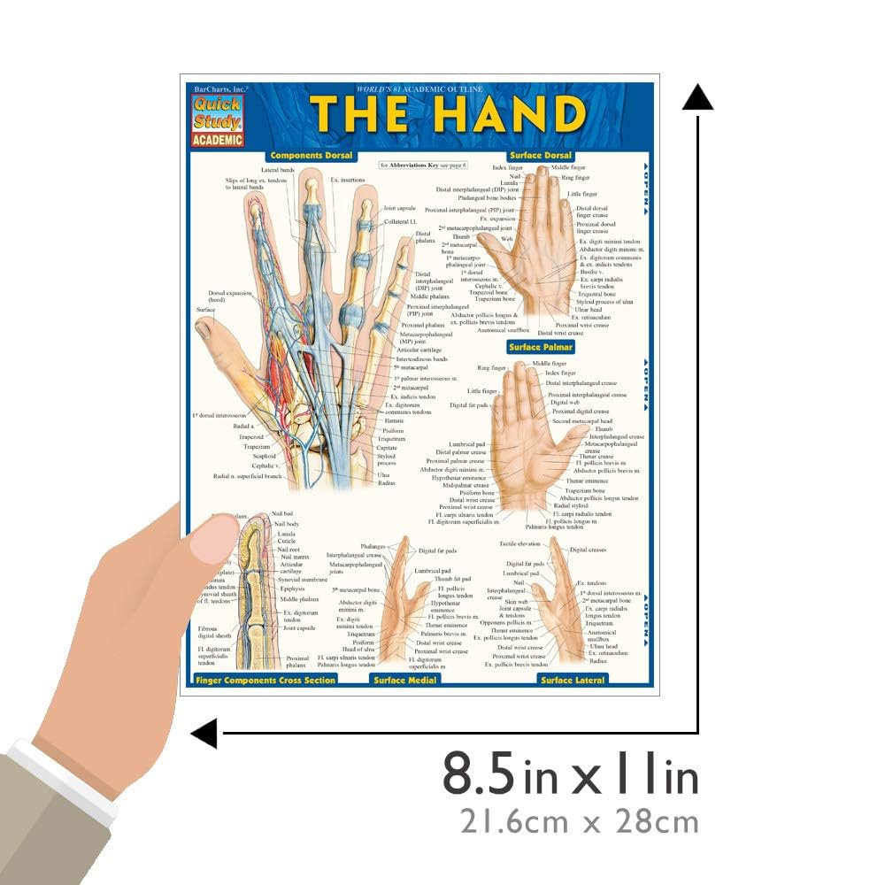 健康・医学 paipant guide The Hand: QuickStudy Laminated Reference Guide: Perez