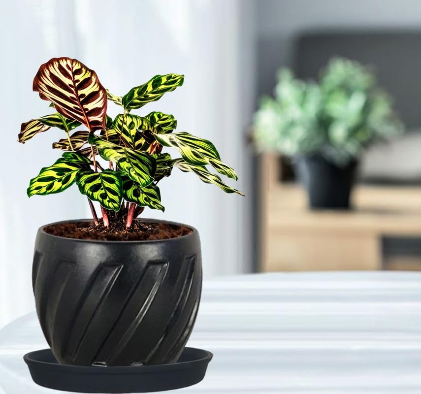 See full amazon price history chart for Lasaki Austin white with plate white R4 Ceramic Pots for Indoor Plants,Planters,Flower,gamla,Outdoor,Balcony,Home,Garden,Decor,Succulent(Pot-H-11cmXD-11cm,Plate-H-2XD-13cm)(Plants not included) Lasaki Austin white with plate white R4 Ceramic Pots for Indoor Plants,Planters,Flower,gamla,Outdoor,Balcony,Home,Garden,Decor,Succulent(Pot-H-11cmXD-11cm,Plate-H-2XD-13cm)(Plants not included) (B0D7CSGPBZ) Amazon Price History, Amazon Price Tracker