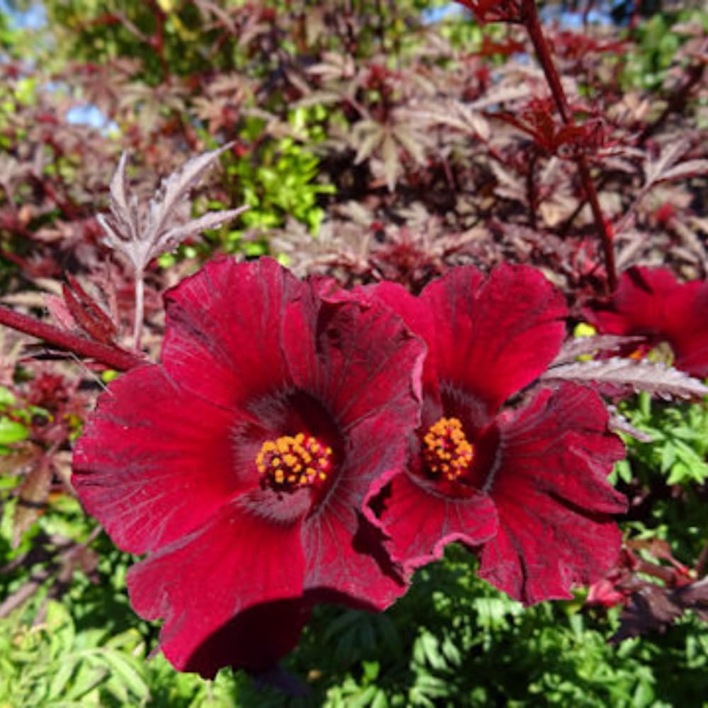 Amazon.com : 2 Hibiscus Live Plants, Hardy Hibiscus Flower Plant