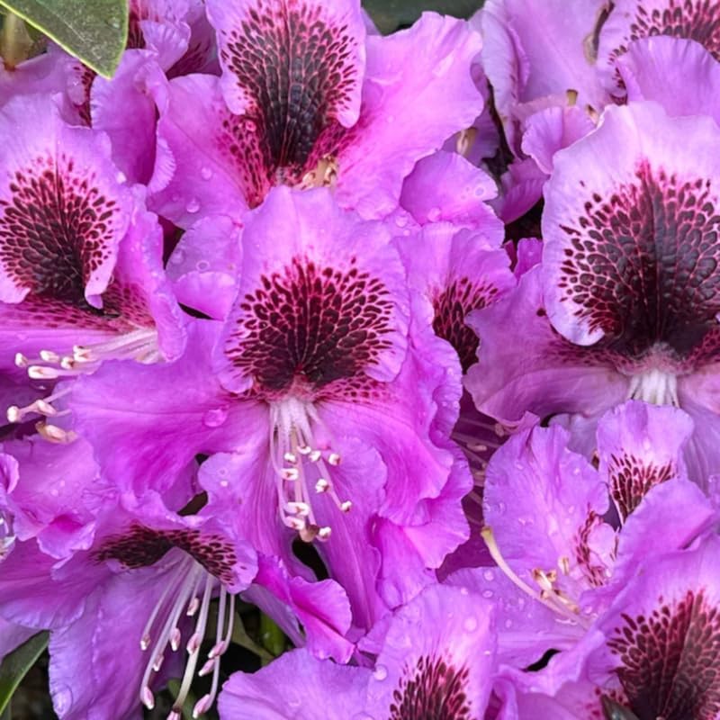 Purple Rhododendron Plant Live, Azalea Plants, Rhododendron Azalea Bushes Ready to Plant, Full Sun Outdoor Plants