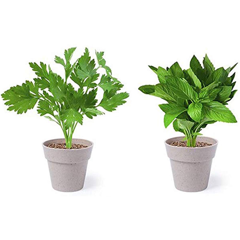 Set de 2 Mini Macetas de Perejil y Menta para Cultivar en Casa ...