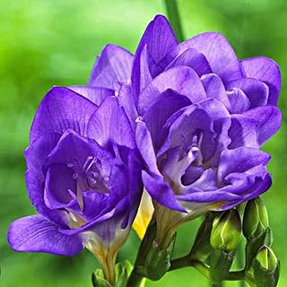 10 x Freesia Double Blue – Spring Flowering Bulbs – Vibrant, Fragrant & Giant Blooms – Adds A Pop Colour to Your Spring Garden – Perennial – for Your Beautiful Garden