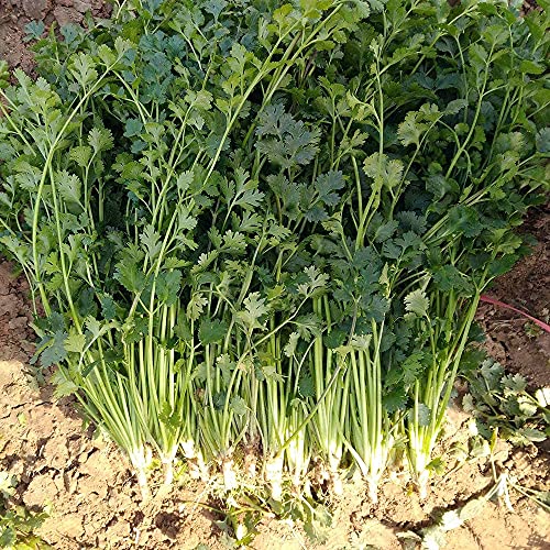 200 pièces graines de coriandre faciles à planter taux de germination élevé graines de légumes héritage non-OGM maison jardin Patio balcon plantation Cover