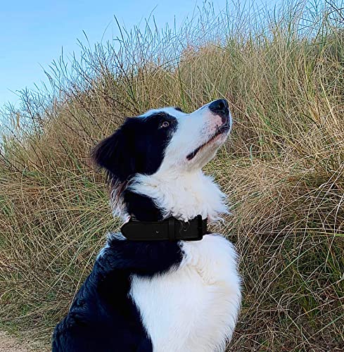 Brute Strength Hundehalsband aus Leder - Schwarz mit schwarzen Nähten - XXL - 66-73 cm