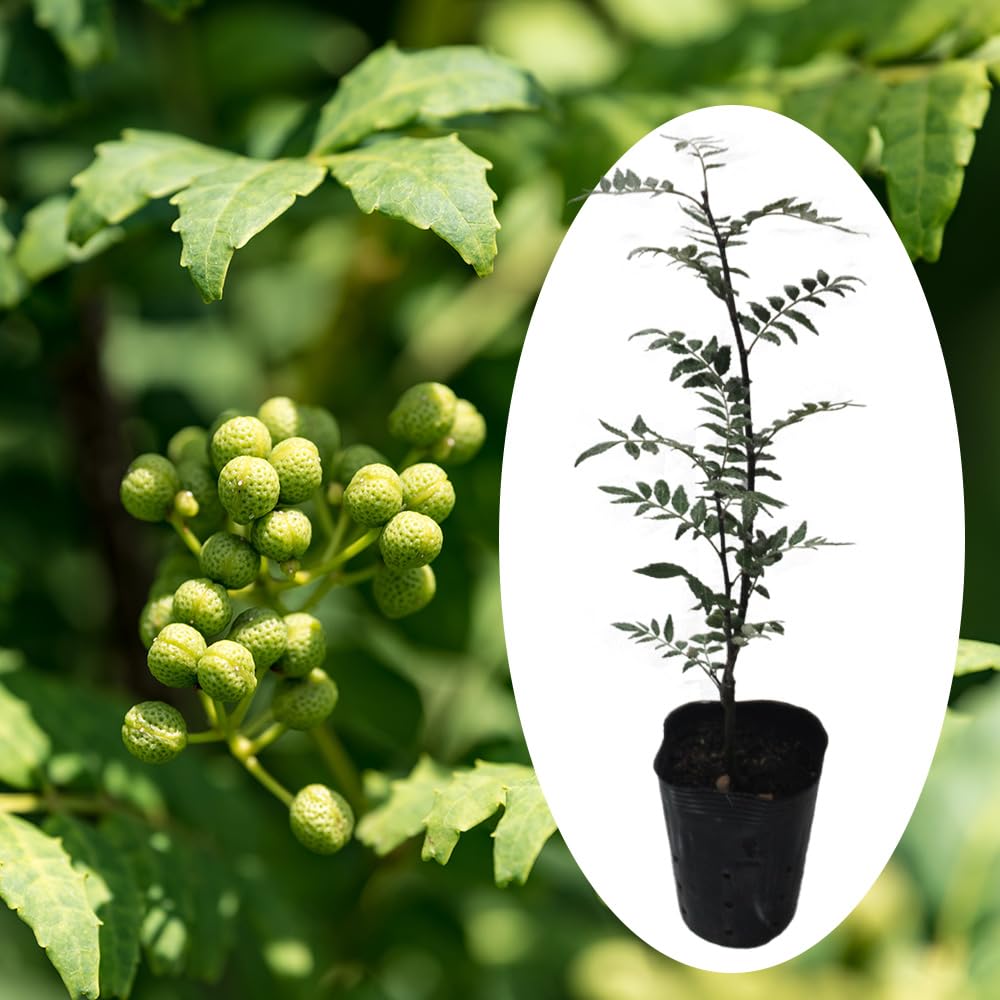 あじっぽ 採れたて！青森県産 花山椒 A品 150グラム 有馬山椒 150g | 業務仕入・見積なら食品卸売の生鮮卸売市場