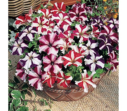 NIKA SEEDS - Seeds Flowers Petunia Starfall Mix F1 Annual - 800 Seeds