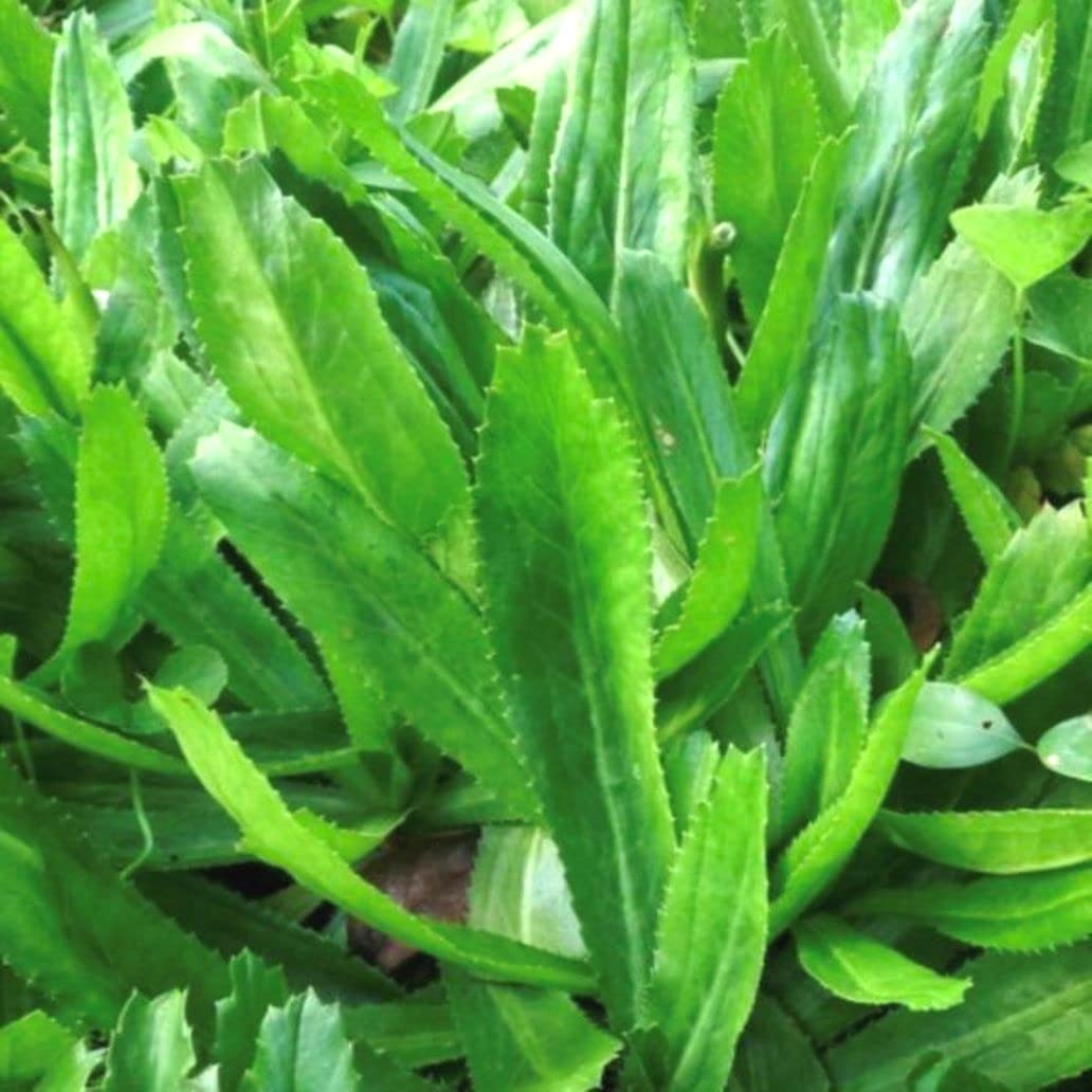 Buy Indiana Herbalife Long Coriander Wild coriander Fitweed Culantro