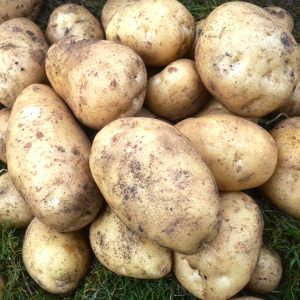 10x Seed Potatoes Maris Peer- Versatile All Rounder- Great for Mashed, Baked, Wedges or Chips- RHS Award Winner- for Your Beautiful Garden