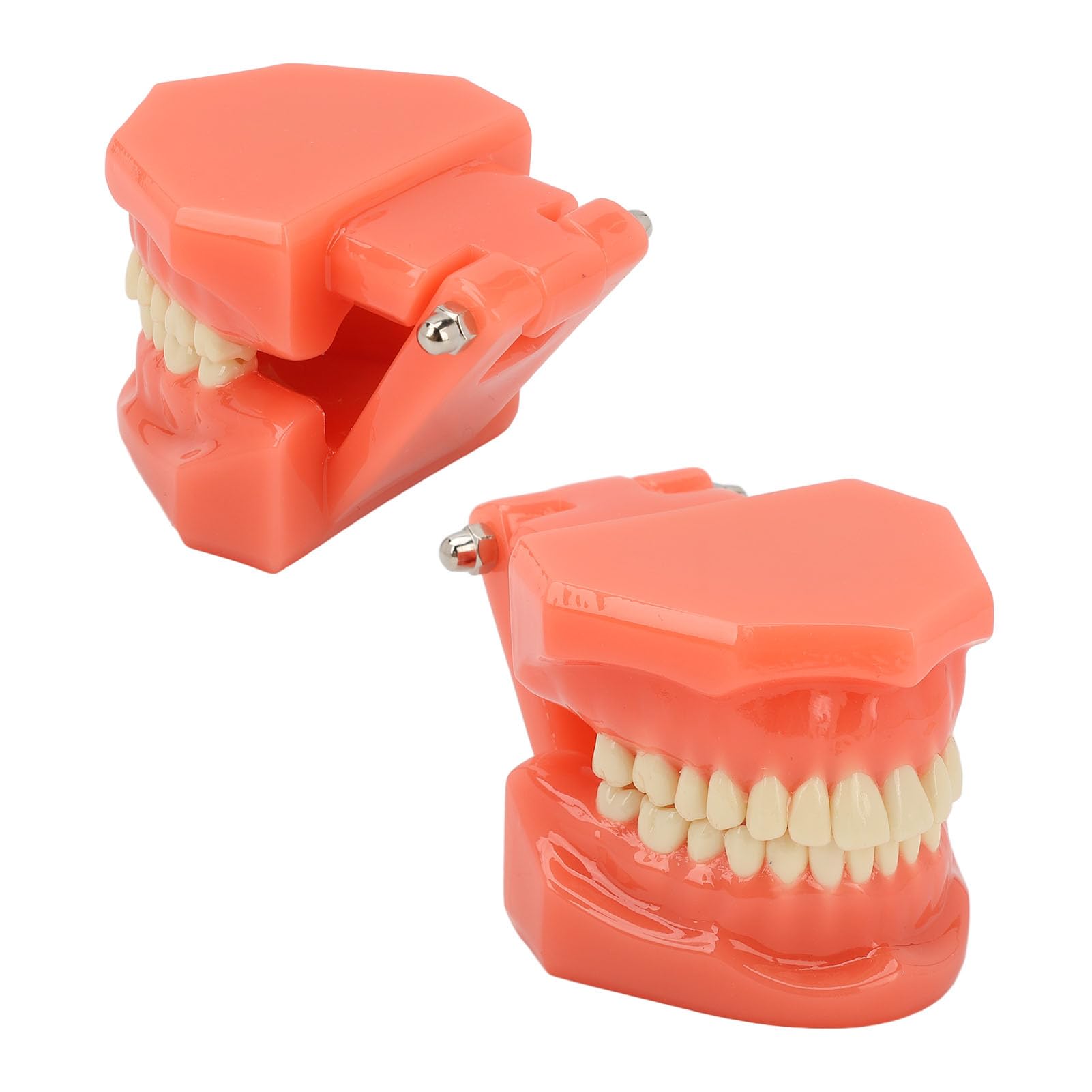 Zahnmodell Zahnarzt Acryl Zähne Dental Demonstrationsmodell 180° Anatomisches Zahnmodell Gebiss