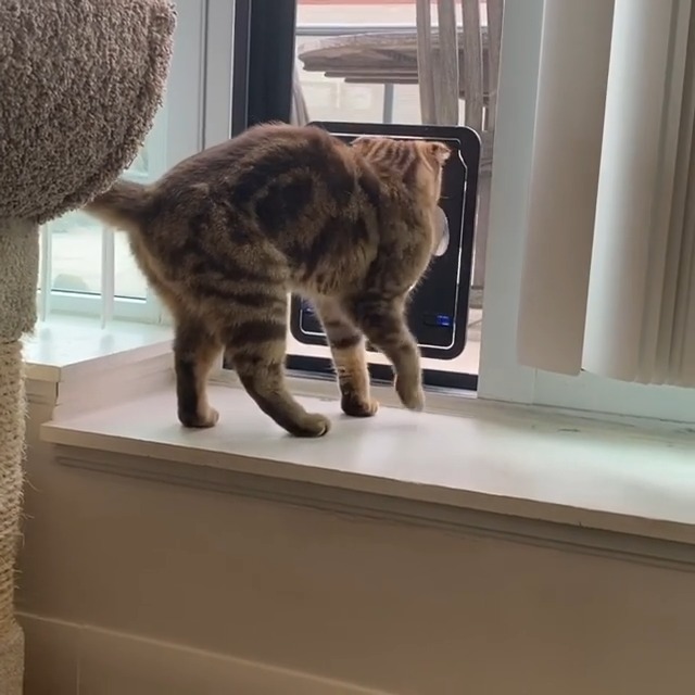 Porta Per Cani E Gatti Enjoying - 34x44 Cm, Basculante E Bloccabile Per Porte E Finestre - Foto 9